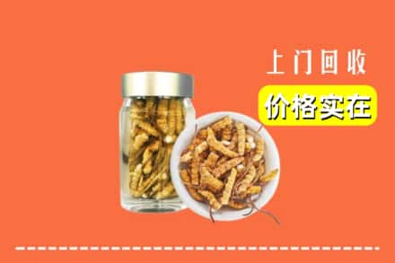 包头市东河回收散虫草