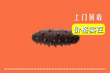 包头市东河回收海参