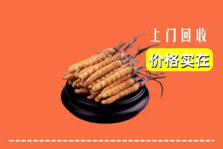 包头市东河回收冬虫夏草